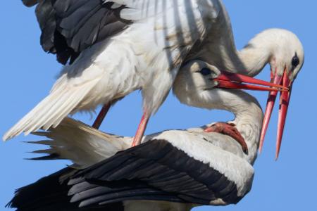 Ein Storchenpaar hat sich im Nest auf einem Strommast niedergelassen.