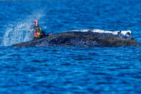Zum Teil bespritzen Helfer den Wal mit bloßen Händen Helfer mit Wasser.