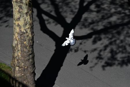 Hell und dunkel, Licht und Schatten: Eine Taube fliegt in Düsseldorf unter einem Baum entlang. 