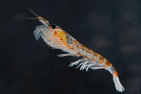 Krill