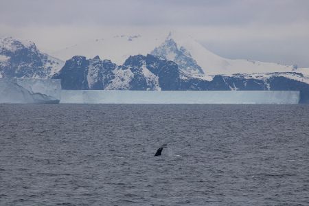Wal zeigt seine Flosse in der Antarktis