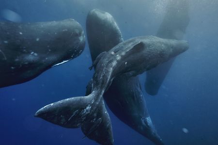 Mehrere Wale im Wasser