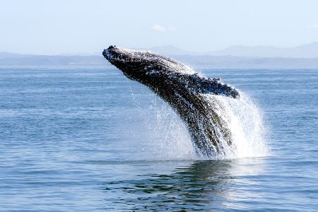 Antarktis: Walbestände so stark wie seit Jahrzehnten nicht