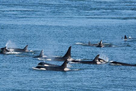 Mehrere Wale im Wasser