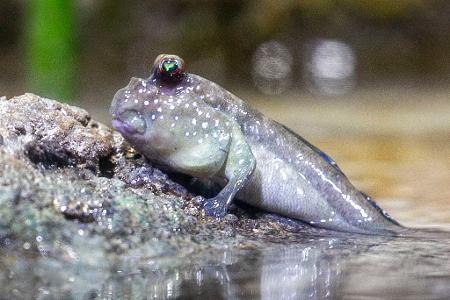 Ein Schlammspringer liegt in der neuen Mangroven-Anlage im Frankfurter Zoo.