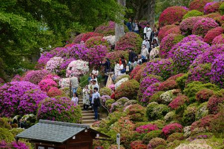Frühling in Japan: Menschen flanieren in Tokio zwischen blühenden Azaleen.