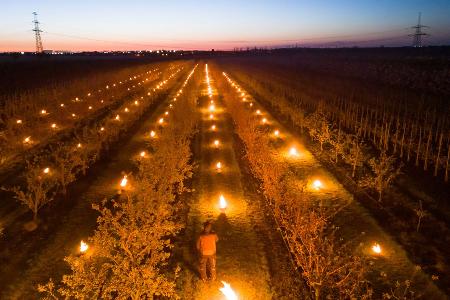 In einer Aprikosen-Plantage in Sachsen-Anhalt brennen Frostschutzkerzen. 
