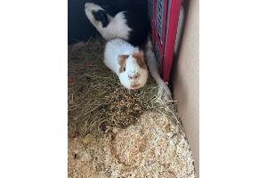 rot-weißes Meerschweinchen