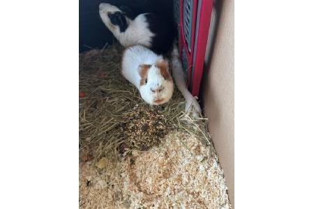 rot-weißes Meerschweinchen