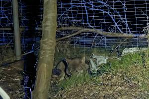 20260423_Verkehrsunfall mit Wolf BAB27