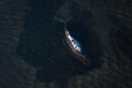 Der Buckelwal liegt in einer ausgespülten Mulde im Wasser vor der Insel Poel (Aufnahme aus einem Flugzeug).