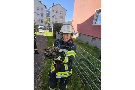 Der Igel wurde befreit (Foto: Feuerwehr Celle)