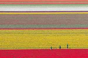 Tulpen wachsen zur Zwiebelvermehrung auf einem Tulpenfeld des Eickenhofs im Landkreis Gifhorn.