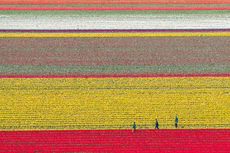 Tulpen wachsen zur Zwiebelvermehrung auf einem Tulpenfeld des Eickenhofs im Landkreis Gifhorn.