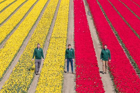 Mehrere Millionen Tulpen in verschiedenen Farben sorgen für bunte Felder.