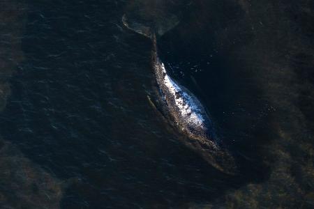 Der Buckelwal liegt in einer ausgespülten Wanne vor der Insel Poel.