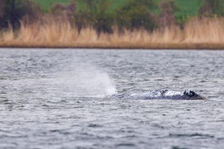 Der vor Poel liegende Buckelwaö bläst Atemluft aus.