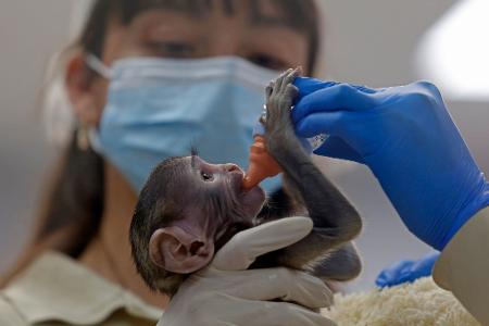Baby Yuji wird von Pflegern im Zoo der Stadt Guadalajara versorgt. 