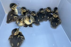 Die geretteten Küken.