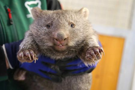 Wonneproppen: Ein Wombat-Baby wird im Bergzoo in Halle gehalten.
