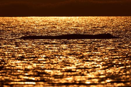 Bei Sonnenuntergang liegt der Buckelwal vor der Insel Poel.
