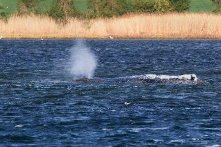 Der gestrandete Buckelwal liegt vor der Insel Poel und bläst Atemluft aus. 