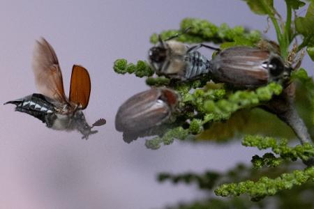 Maikäfer schwirren mit Einbruch der Dunkelheit um eine Eiche unweit des Flughafens in Frankfurt.