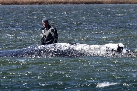 Der Wal sei transportfähig, so Backhaus.