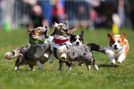 Prag: Kurze Beine, großes Tempo – Corgis beim tschechischen Corgi Run