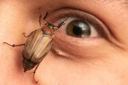 Ein Maikäfer krabbelt in Mörfelden im Gesicht eines jungen Mannes.