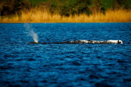 Der Buckelwal liegt unverändert im Flachwasser vor der Insel Poel.