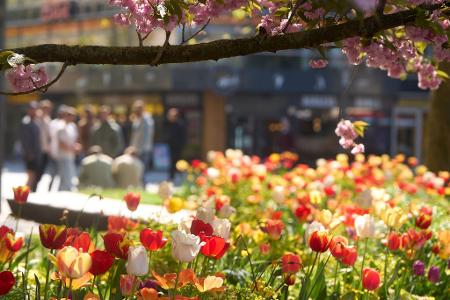 Frühlingsblüten in Koblenz