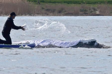 Diese Woche soll der vor Poel liegende Wal Richtung Nordsee abtransportiert werden.