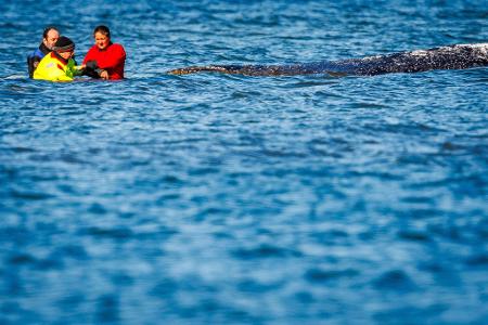 Einer von vielen Menschen direkt am Wal: Minister Backhaus fasste das geschwächte Tier am Sonntag an.