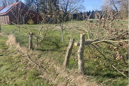 Die Bäume wurden auf halber Höhe gefällt.
