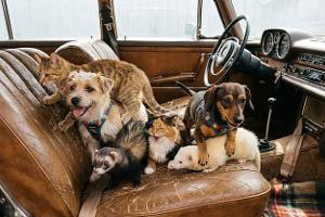 Tiere im Auto