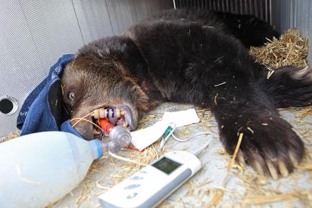 Bär zieht um - Braunbärin Teddy betäubt
