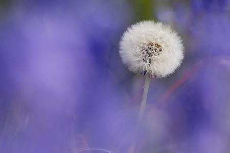 Pusteblume zwischen blauen Hasenglöckchen