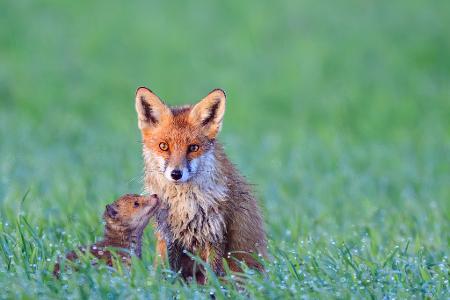 Füchse im Morgentau