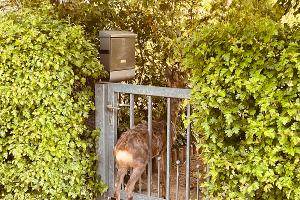 Der feststeckende Rehbock