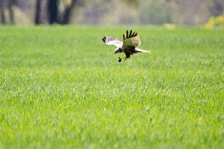 Erfolgreiche Mäusejagd