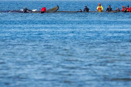 Helfer ziehen an Gurten an dem Wal.