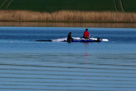 Morgendliche Routine beim Buckelwal