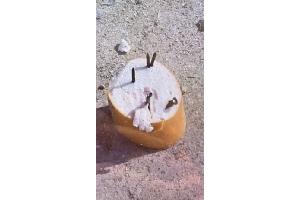 Tierköder Lippstadt