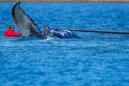 Die Helfer ziehen an Gurten.
