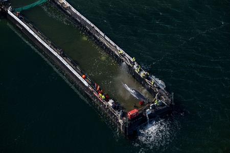 Jetzt hat sich die Barge mit dem Wal in Bewegung gesetzt.