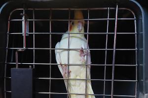 Der Nymphensittich konnte eingefangen werden