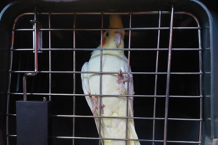 Der Nymphensittich konnte eingefangen werden