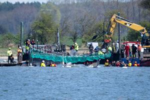 Das Tier bewegte sich durch eine zuvor ausgebaggerte Rinne in die sogenannte Barge, nachdem Helfer ihn zuvor mit Gurten in diese Richtung gezogen hatten.