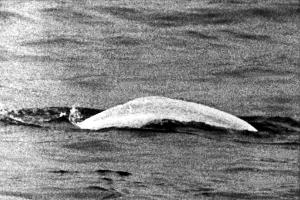 Weißer Wal im trüben Rhein: Fast einen Monat lang war Moby Dick 1966 zwischen Duisburg und Rheinland-Pfalz unterwegs.